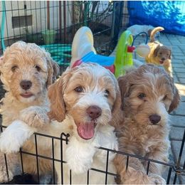 Australian Labradoodle Puppies from Palo Alto Labradoodles