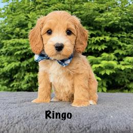 Monarch Ringo - Apricot male Australian Labradoodle puppy in Mason, Michigan from Monarch Labradoodles