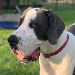 Great Danes from Riverwood Danes