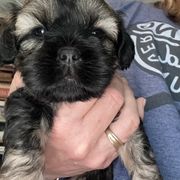 Sweetums - Brindle female Cavatzu puppy in Saint Paul, Minnesota from Amy’s Puppy Tzu