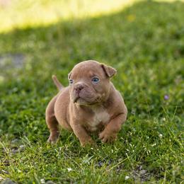 Buck - Brown male American Bully puppy in Puyallup, Washington from Gamer Bullyz