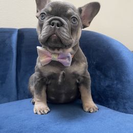 French Bulldog, Goldendoodle, Pomeranian, and Yorkshire Terrier Puppies from Dbos Furry Friends