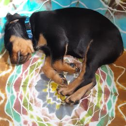 Rottweiler Puppies from Von Schonen Rottweilers