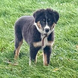 Surf - Black tri-color male Australian Shepherd puppy in Preston, Idaho from KC Bar Ranch Aussies