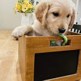 Girl 3 Miss Green - Golden female Golden Retriever puppy in Carmichael, California from Sadie Lane Family Goldens