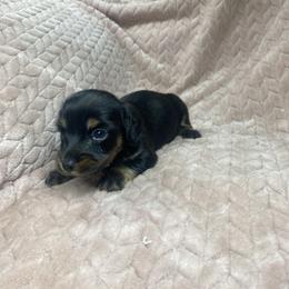 Winston - Brindle male Dachshund puppy in Richmond, Virginia from Paw Prints
