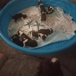 English Springer Spaniel Puppies from IV Springers of California