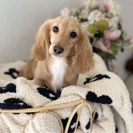 Kiwi - Dachshund