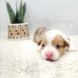 Beethoven - Sable and white male American Corgi puppy in Cameron, North Carolina from Butts Family Corgis