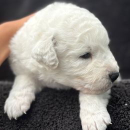 Boy - White male Kuvasz puppy in Wimauma, Florida from Whiterock