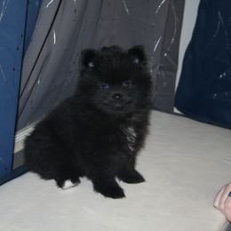 Pomeranian Puppies from Pitter Patter Pomeranian Palace