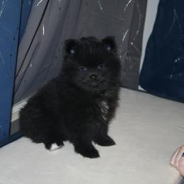 Pomeranian Puppies from Pitter Patter Pomeranian Palace