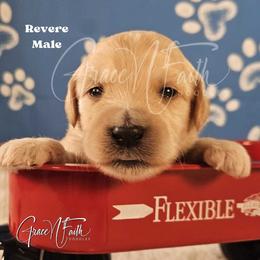 Revere - Apricot male Goldendoodle puppy in Peyton, Colorado from Grace N Faith Doodles