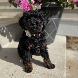 Pink collar - Phantom female Poodle puppy in Twin Lake, Michigan from Paige's Poodles