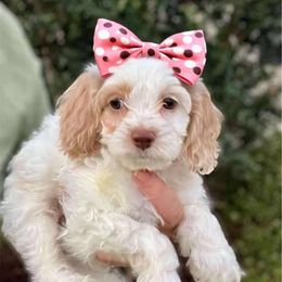 Jala - Red roan female Cockapoo puppy in Mocksville, North Carolina from Little Bear Doodles