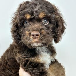 Grey collar boy - Brown and tan male Cockapoo puppy in Oologah, Oklahoma from Timber Hills Poodles and Doodles