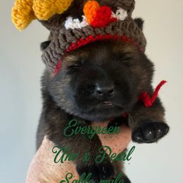 Evergreen - Sable male German Shepherd puppy in Canterbury, Connecticut from Nachtwaechter German Shepherds, LLC