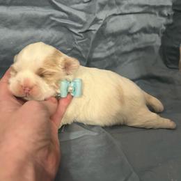 Huey - Gold and white male Shih Tzu puppy in Manquin, Virginia from Koda Bears Cubs