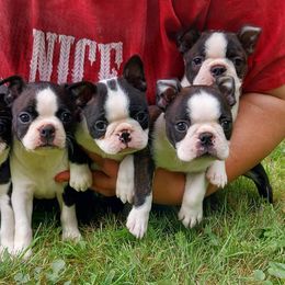 Boston Terrier and French Bulldog Puppies from Kennedy's Kennel
