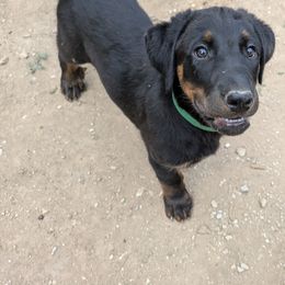 Averde - Black and rust male Beauceron puppy in Austin, Texas from A Mes Cotes