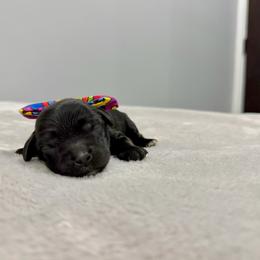 2 - Black male Australian Labradoodle puppy in Calhoun, Louisiana from Arrowhead Australian Labradoodles