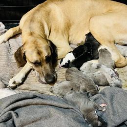 Great Dane Puppies from Laxton Danes