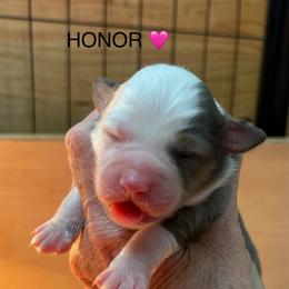 Girl 3 Honor - Blue merle female Miniature Australian Shepherd puppy in Bristow, Iowa from Pine Ridge Toy Aussies