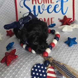 Boy3 - Black male Miniature Schnauzer puppy in Mc Allen, Texas from Demara’s Premium Schnauzers