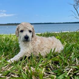 Momo - Cream female Poodle puppy in Jacksonville, Florida from Creek Side Kennels