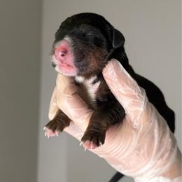 Boy 4 - Tri-color male Bernedoodle puppy in Montverde, Florida from Central Florida Bernedoodles