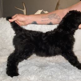 Poodle Puppies from Purple Heart Canines