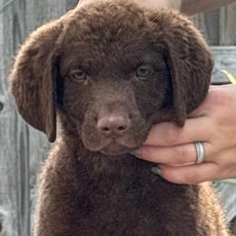 Orange - Brown male Chesapeake Bay Retriever puppy in Riverview, Florida from Breezeswept Kennel