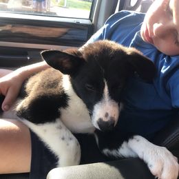 Border Collie Puppies from By Design Farm