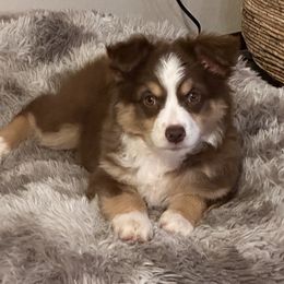 Miniature Australian Shepherds from Southern Lane Aussies