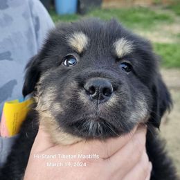 Olive - Black and tan Tibetan Mastiff puppy in Tulsa, Oklahoma from Hi Stand Boxers, Frenchies, & Tibetan Mastiffs
