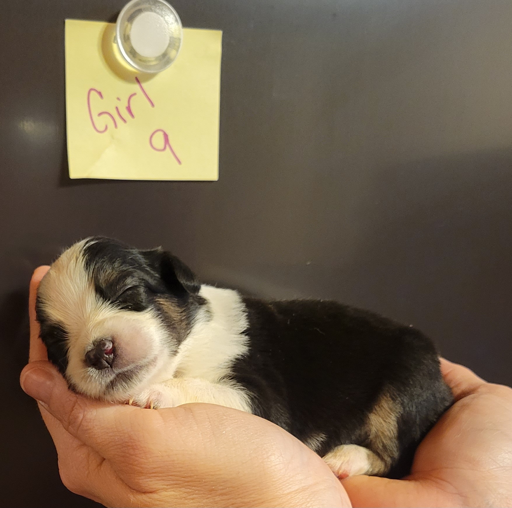 Miniature Australian Shepherd Puppies from TC Farms Stock Dogs