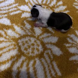 Chihuahua Puppies from Fancy Pants Chihuahua’s