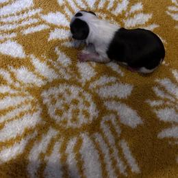 Chihuahua Puppies from Fancy Pants Chihuahua’s