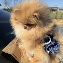 Pomeranian puppies from Strawberry Pom Poms