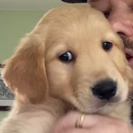 Little Miss Violet - Golden female Golden Retriever puppy in Fresno, California from Warwick’s Central California Goldens