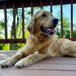 Sasha - Goldendoodle