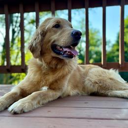 Sasha - Goldendoodle