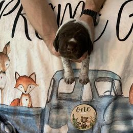 Girl 1 - Liver roan German Shorthaired Pointer puppy in Edgecomb, Maine from Ocean Point Kennels