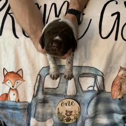 Girl 1 - Liver roan German Shorthaired Pointer puppy in Edgecomb, Maine from Ocean Point Kennels