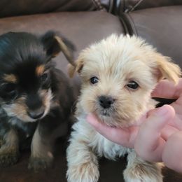 Yorkshire Terrier Puppies from Southeast Virginia Yorkies