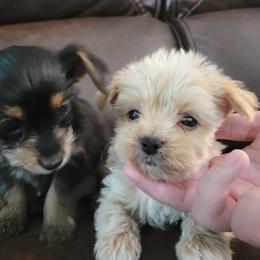 Yorkshire Terrier Puppies from Southeast Virginia Yorkies