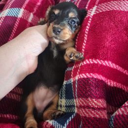 Constance - Black and tan female Dachshund puppy in Adolphus, Kentucky from Walker's Dachshunds
