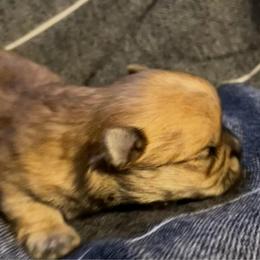 Annie - Gold female Morkie puppy in Taylorsville, North Carolina from Mountain Top Hot Tailz