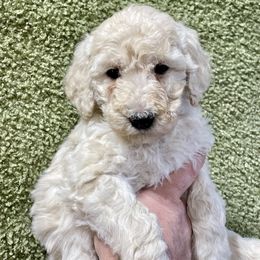 Labradoodle and Poodle Puppies from Top Knot Companions Poodles and Labradoodles