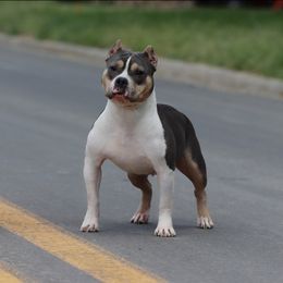 Ciri - American Bully